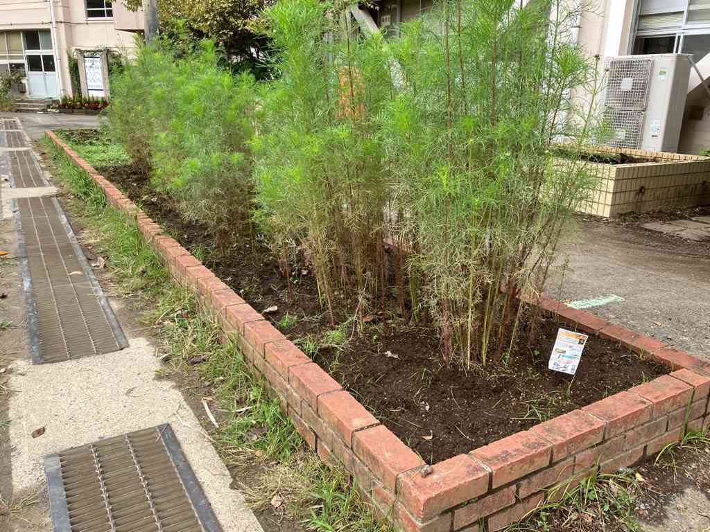 水仙球根植え付け後
